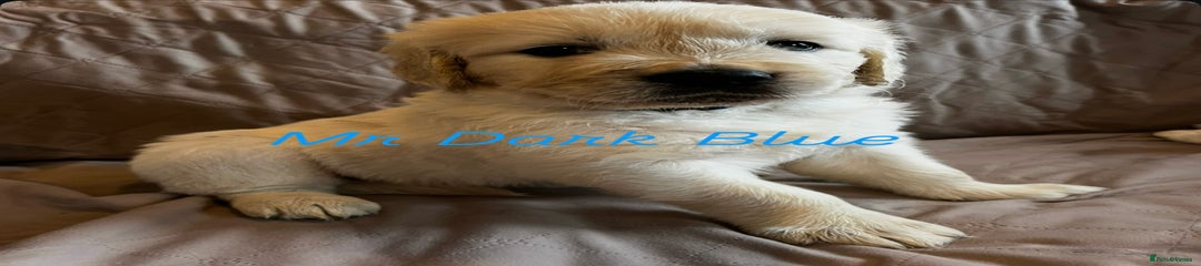 Golden Retriever Puppy 3