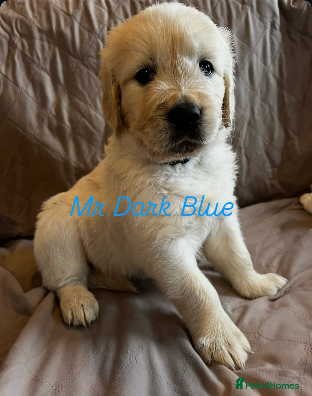 Golden Retriever dogs for sale: Adorable pedigree Golden Retriever puppies  - Image 11