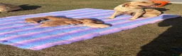 Labrador Retriever dogs for sale: Gorgeous Fox Red KC Reg Puppies  - Advert 3