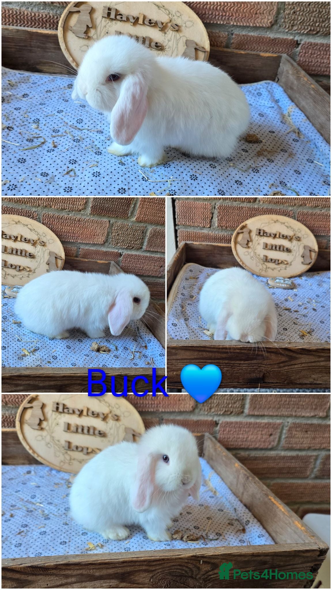 Mini Lop rabbits Gorgeous pure breed mini lops  - Advert 2