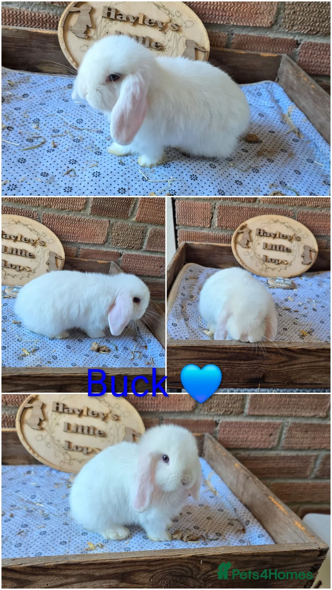 Mini Lop rabbits for sale: Gorgeous pure breed mini lops  - Advert 2