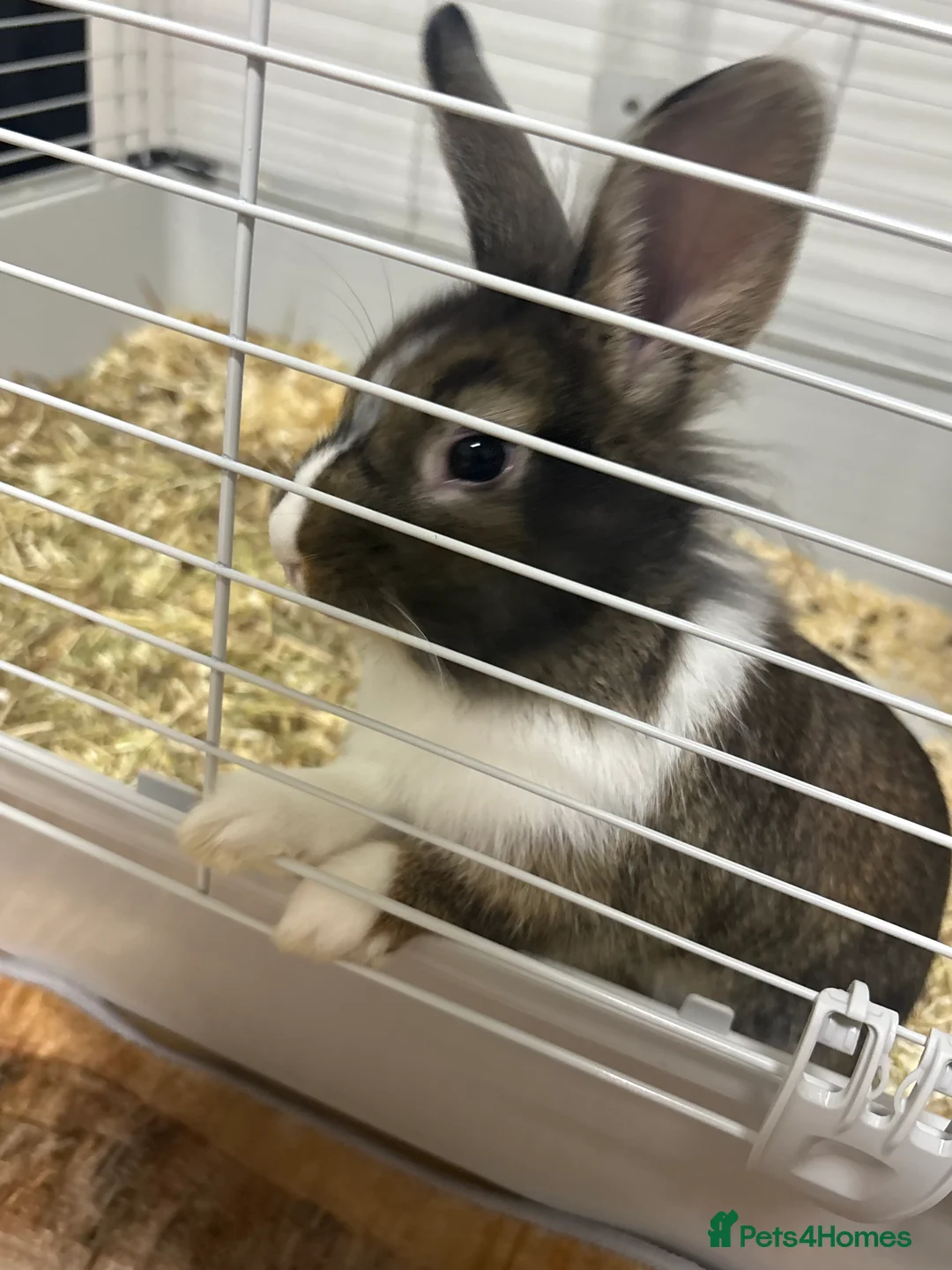 Mixed Breed rabbits for sale: Rabbits  - Advert 1