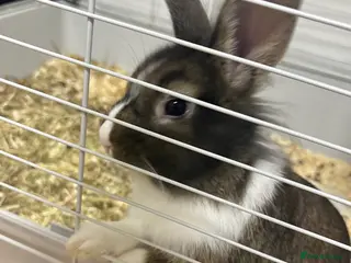 Mixed Breed rabbits Rabbits - Advert 1