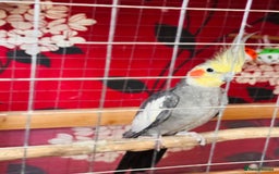 Cockatiels birds for sale: Cockatiel for sale - Image 2