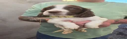 English Springer Spaniel dogs for sale: English Springer Spaniel Puppies for sale  - Advert 2