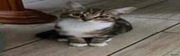 Mixed Breed cats for sale: Kittens  - Advert 1