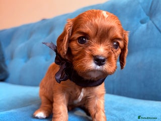 Cavalier King Charles Spaniel dogs *Reserved* Cavalier King Charles Spaniel - Advert 2