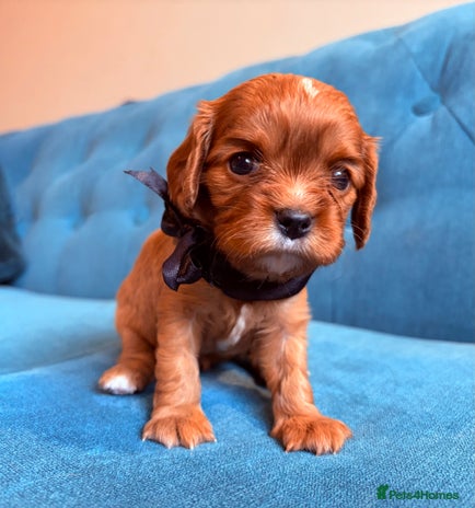 Cavalier King Charles Spaniel dogs - Advert 9