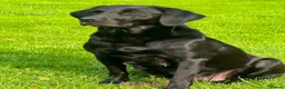 Labrador Retriever dogs for sale: KC Registered Labrador Puppies  ready to go - Advert 1