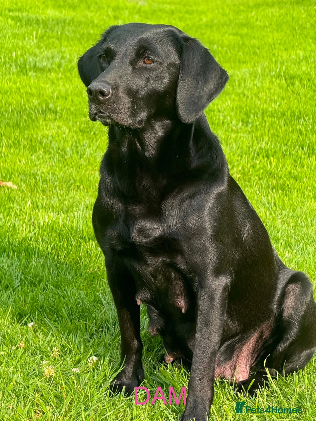 Labrador Retriever dogs for sale: KC Registered Labrador Puppies  ready to go - Advert 1