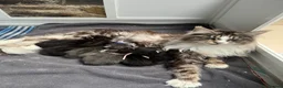 Maine Coon cats for sale: Stunning pedigree Maine coon kittens TICA  - Advert 11
