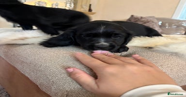 Cocker Spaniel dogs - Advert 5