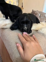 Cocker Spaniel dogs - Advert 8