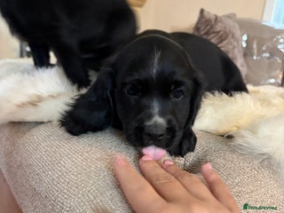 Cocker Spaniel dogs Beautiful Cocker Spaniel Puppies - Advert 12