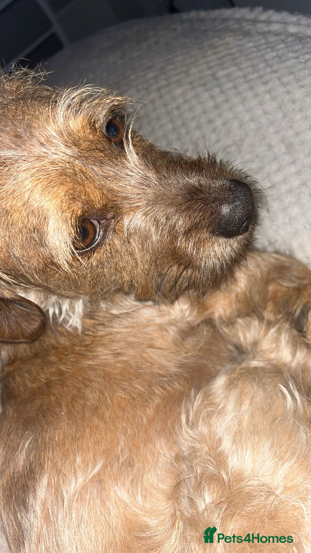Mixed Breed dogs for sale: Benji and Eevee - Image 7