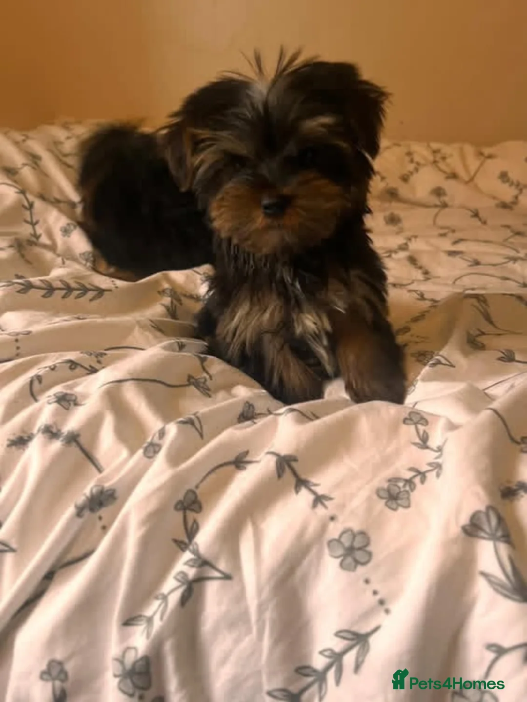 Yorkshire Terrier dogs for sale: Yorkshire terrier puppies  - Advert 1