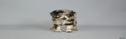 Cavapoo dogs for sale: Cavapoo puppies for sale  - Advert 4