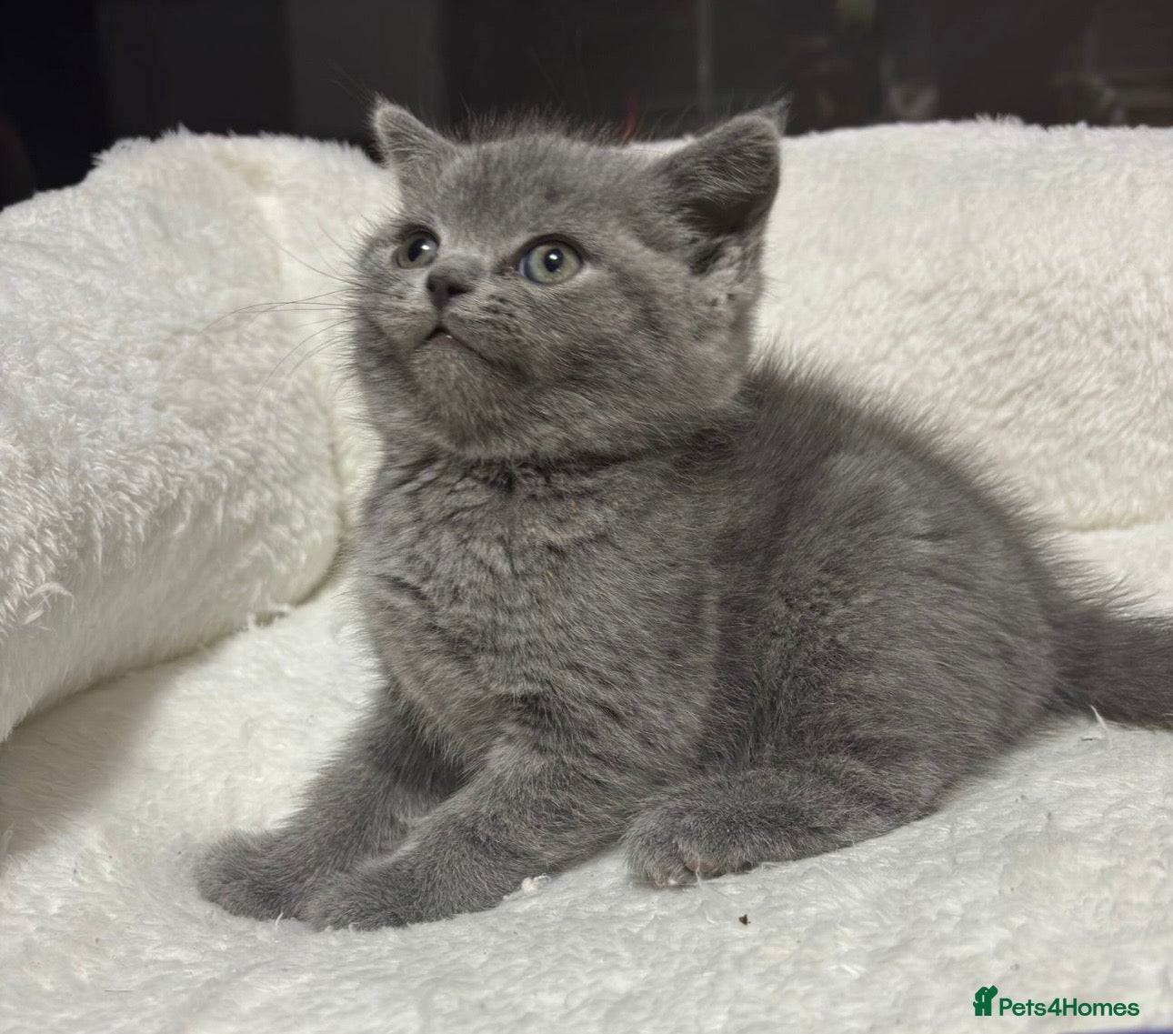 British Shorthair cats British short hair kittens - BLUE AVAILABLE - Advert 2