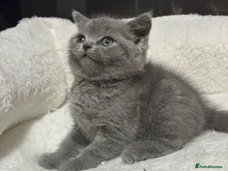 British Shorthair cats British short hair kittens - BLUE AVAILABLE - Advert 6