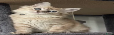 Ragdoll 1