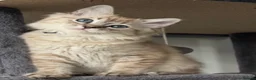 Ragdoll cats for sale: Exceptional Seal Tabby Mink Cherubim Boys - Advert 9
