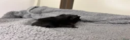 Guinea Pig rodents for sale: Pair of peruvian boars jet black and a full cream - Advert 8