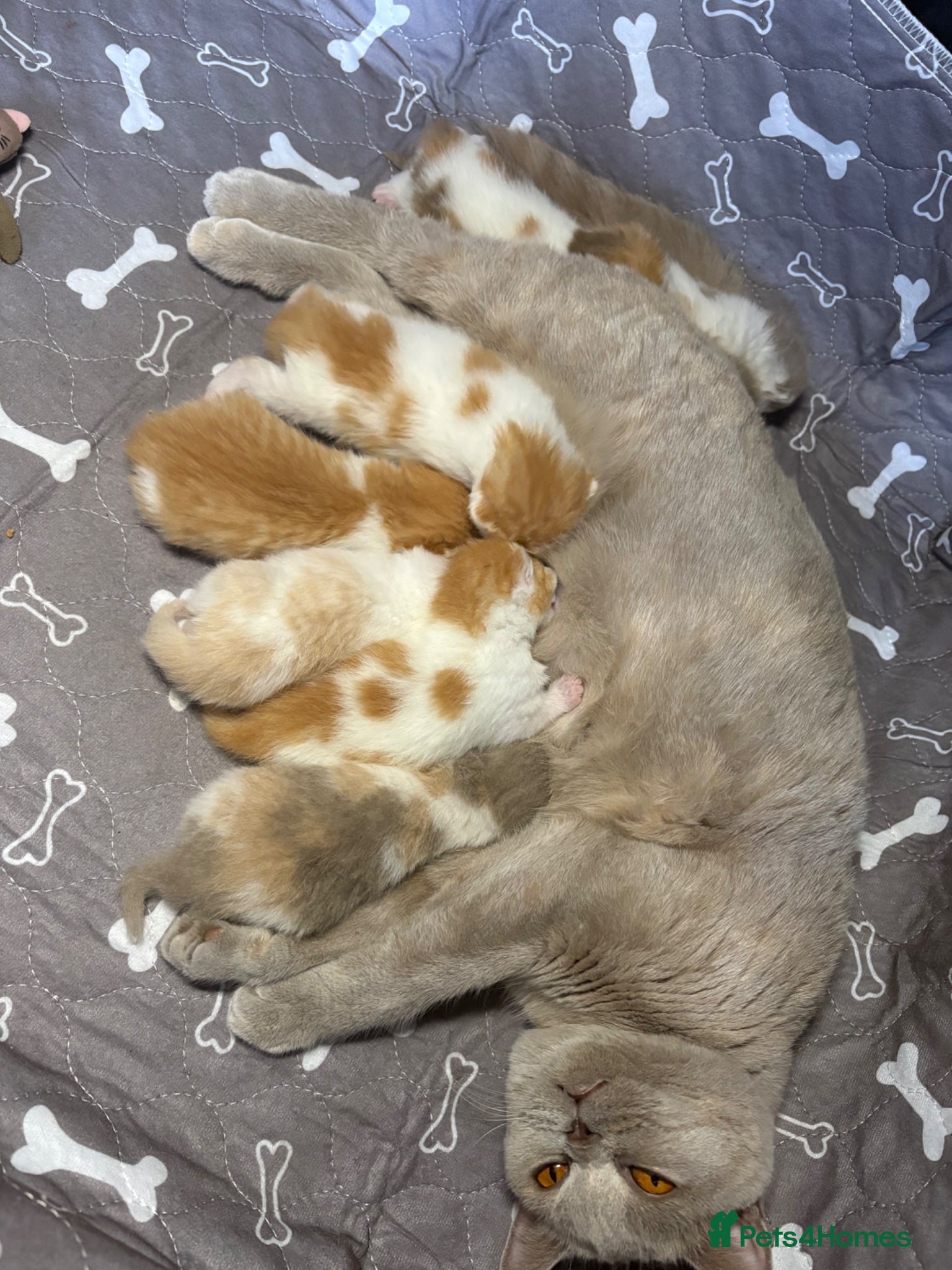 British Shorthair cats Beautiful Gccf registered bsh kittens  - Advert 7