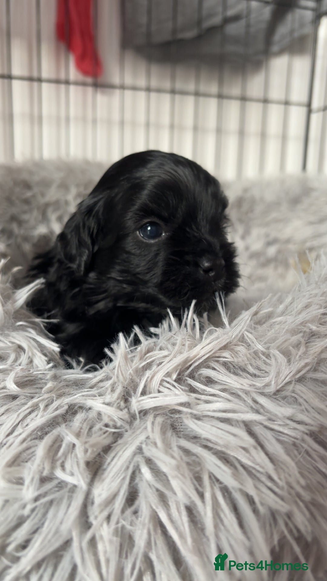 Shihpoo dogs for sale: Beautiful shihpoo puppies - Advert 14