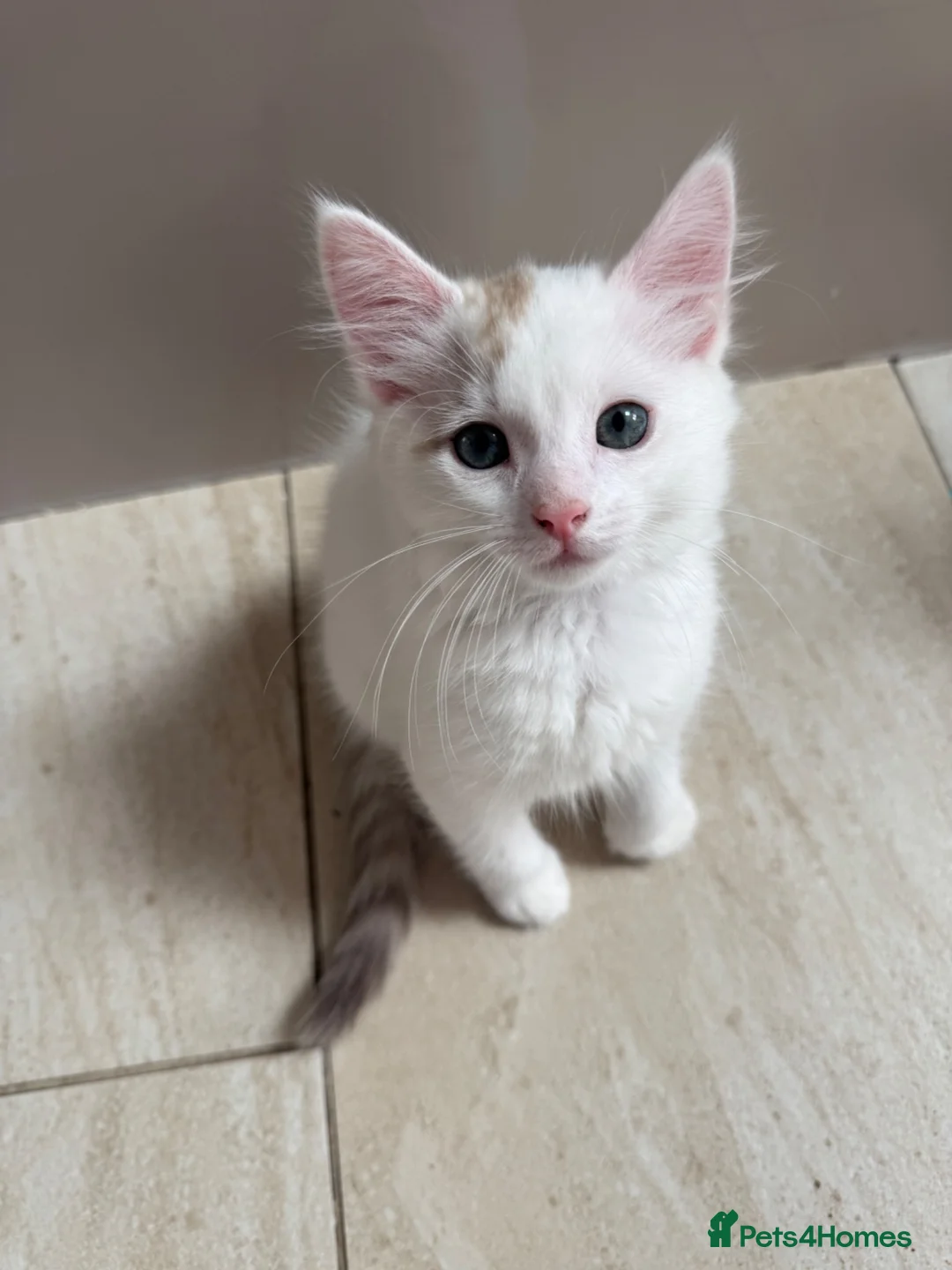 Bengal cats for sale: Bengal cross kittens  - Advert 19