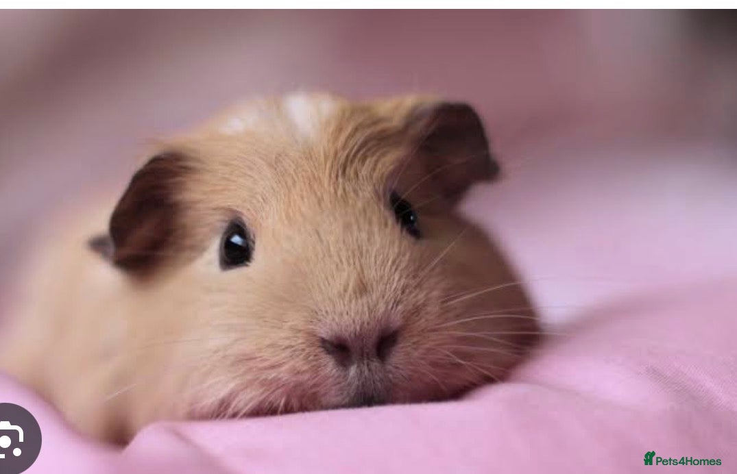 Guinea Pig rodents WANTED! Female sow guinea pig - Advert 1