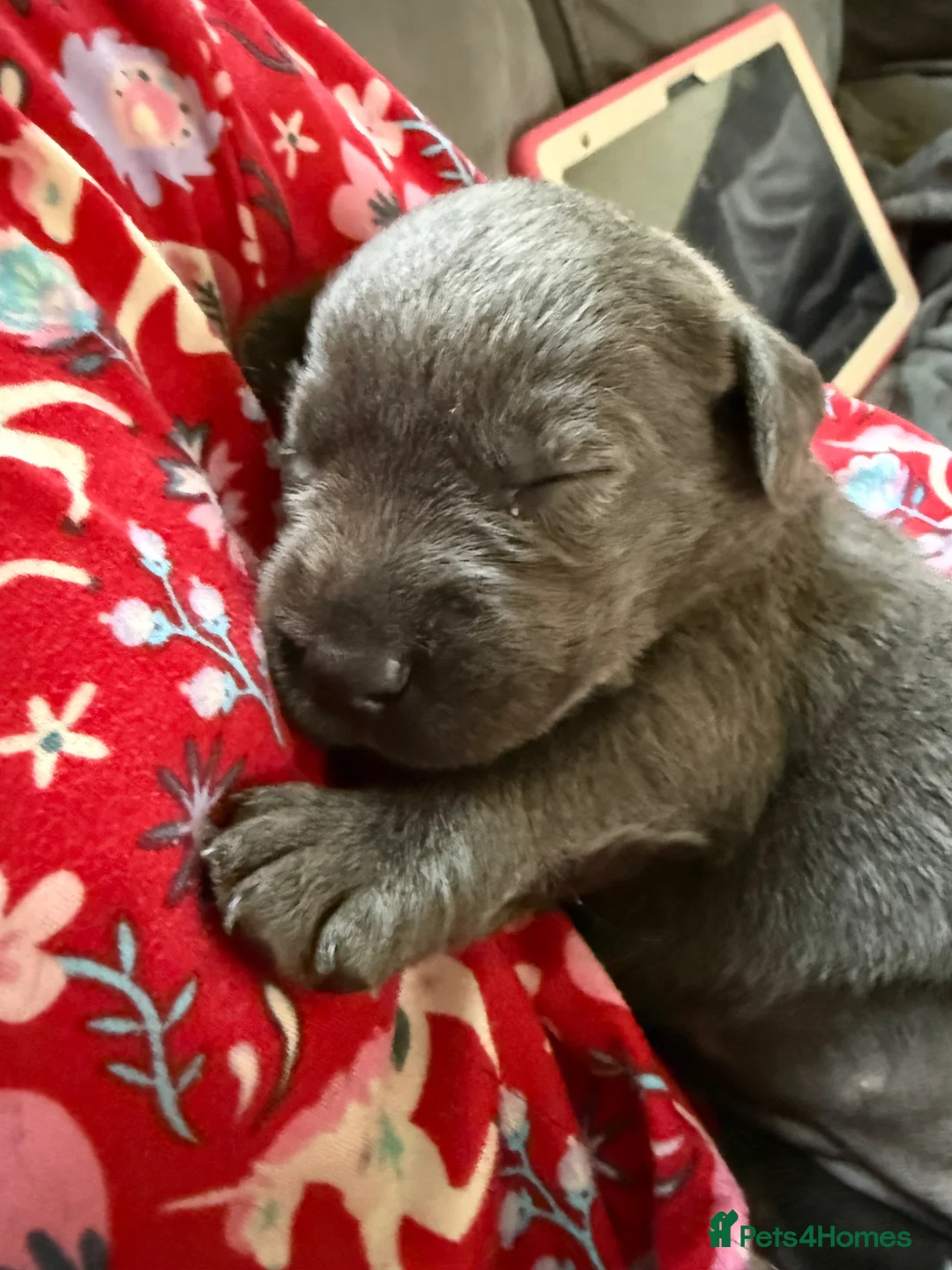 Labrador Retriever dogs for sale: KC Charcoal & Silver Labradors – Health Tested - Advert 11