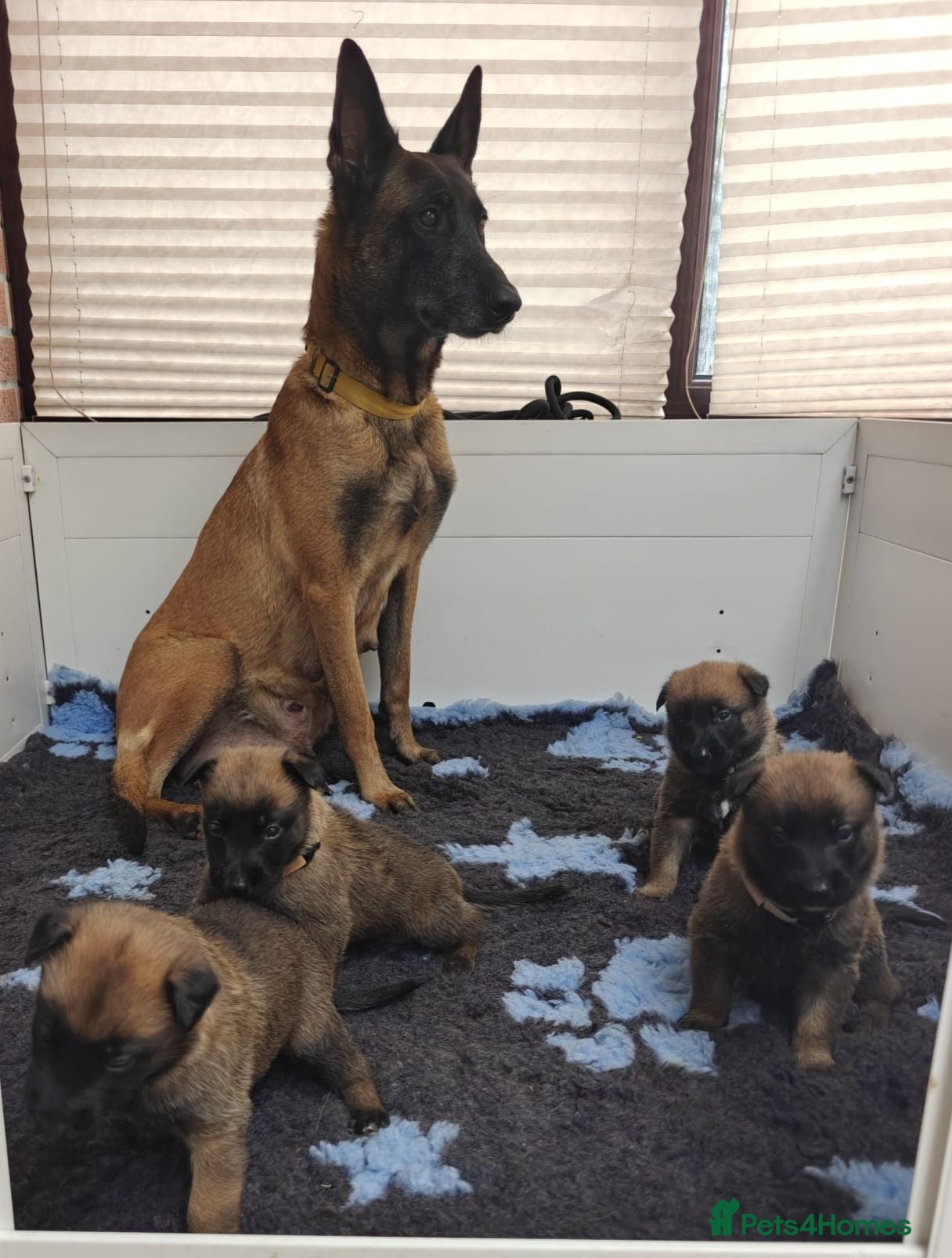 Belgian Shepherd Dog dogs Quality KC Registered Belgian Shepherd Malinois  - Advert 1