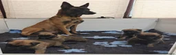 Belgian Shepherd Dog dogs for sale: Quality KC Registered Belgian Shepherd Malinois  - Advert 1