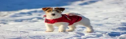 Jack Russell dogs for stud: KC Jack Russell Cliff - Advert 7