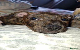 Staffordshire Bull Terrier dogs for sale: Gorgeous chunky male staffys - Image 9