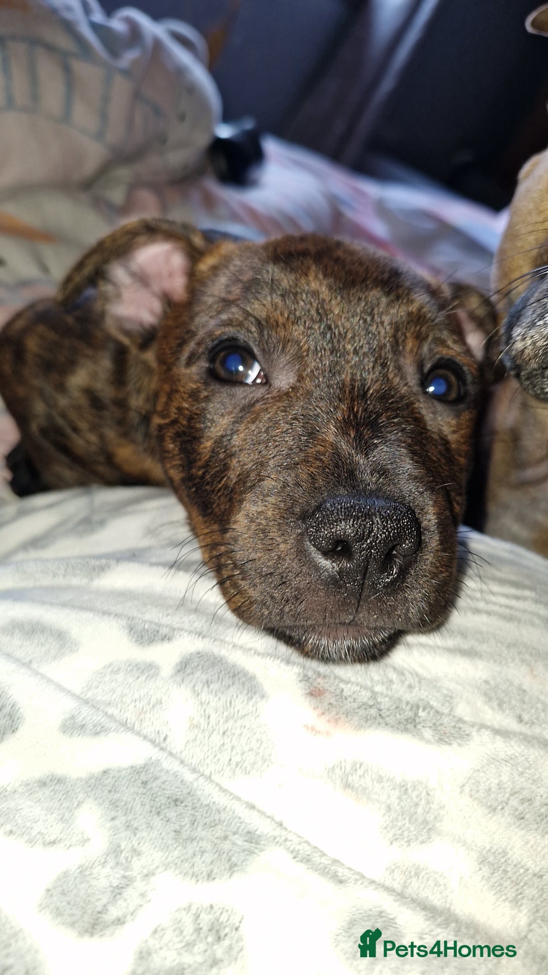 Staffordshire Bull Terrier dogs for sale: Gorgeous chunky male staffys - Image 9