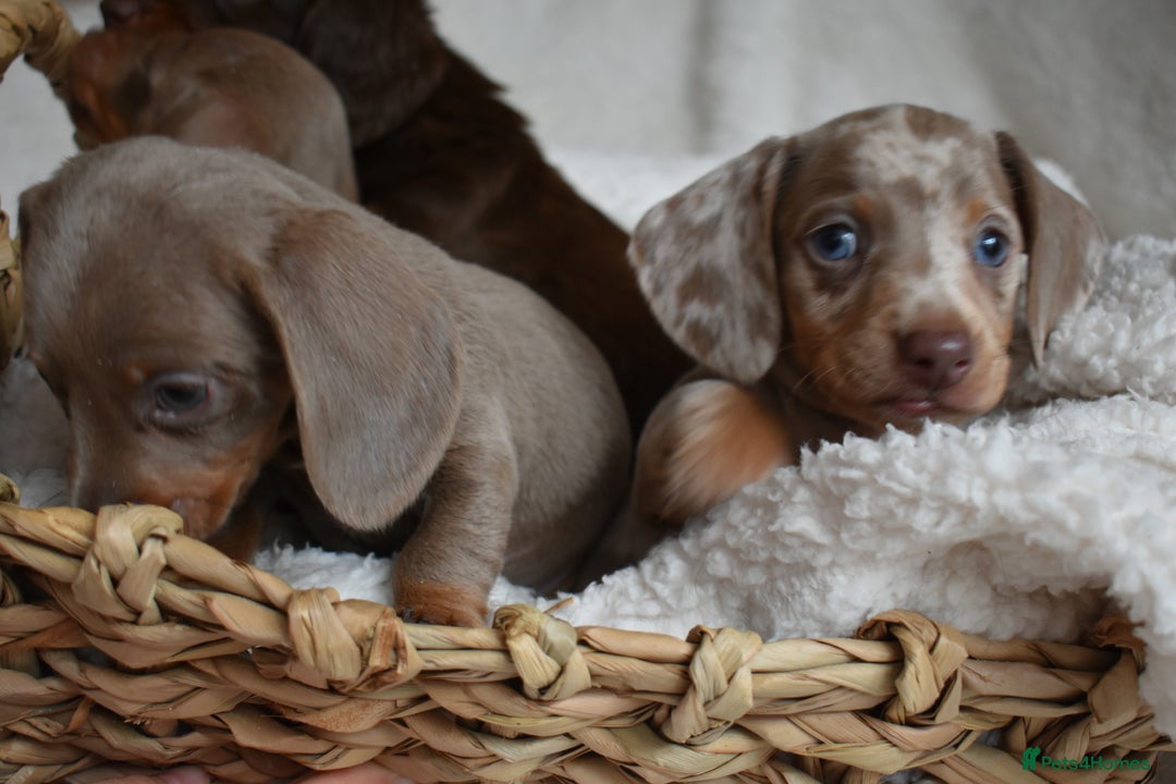 Dachshund dogs for sale: true miniature dachshund puppies  - Image 7