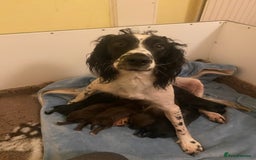 Sprocker dogs for sale: Gorgeous F1 health tested Sprockers  - Image 1
