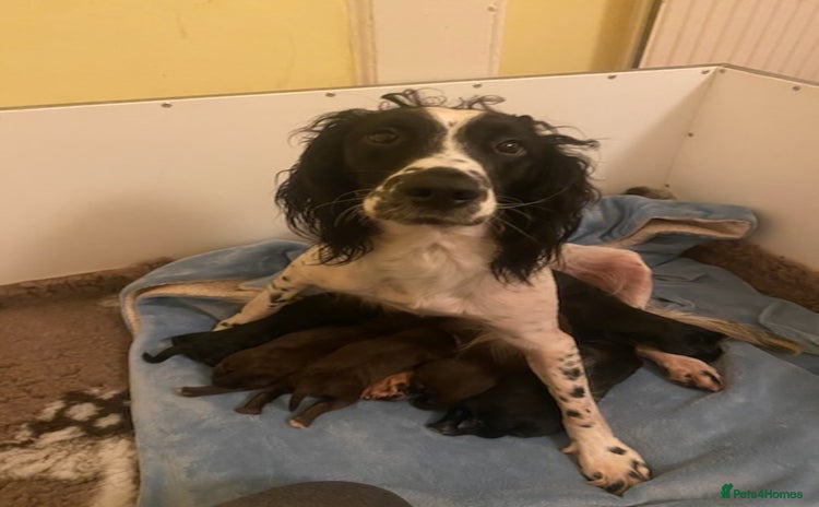 Sprocker dogs - Advert 15