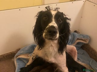 Sprocker dogs - Advert 3