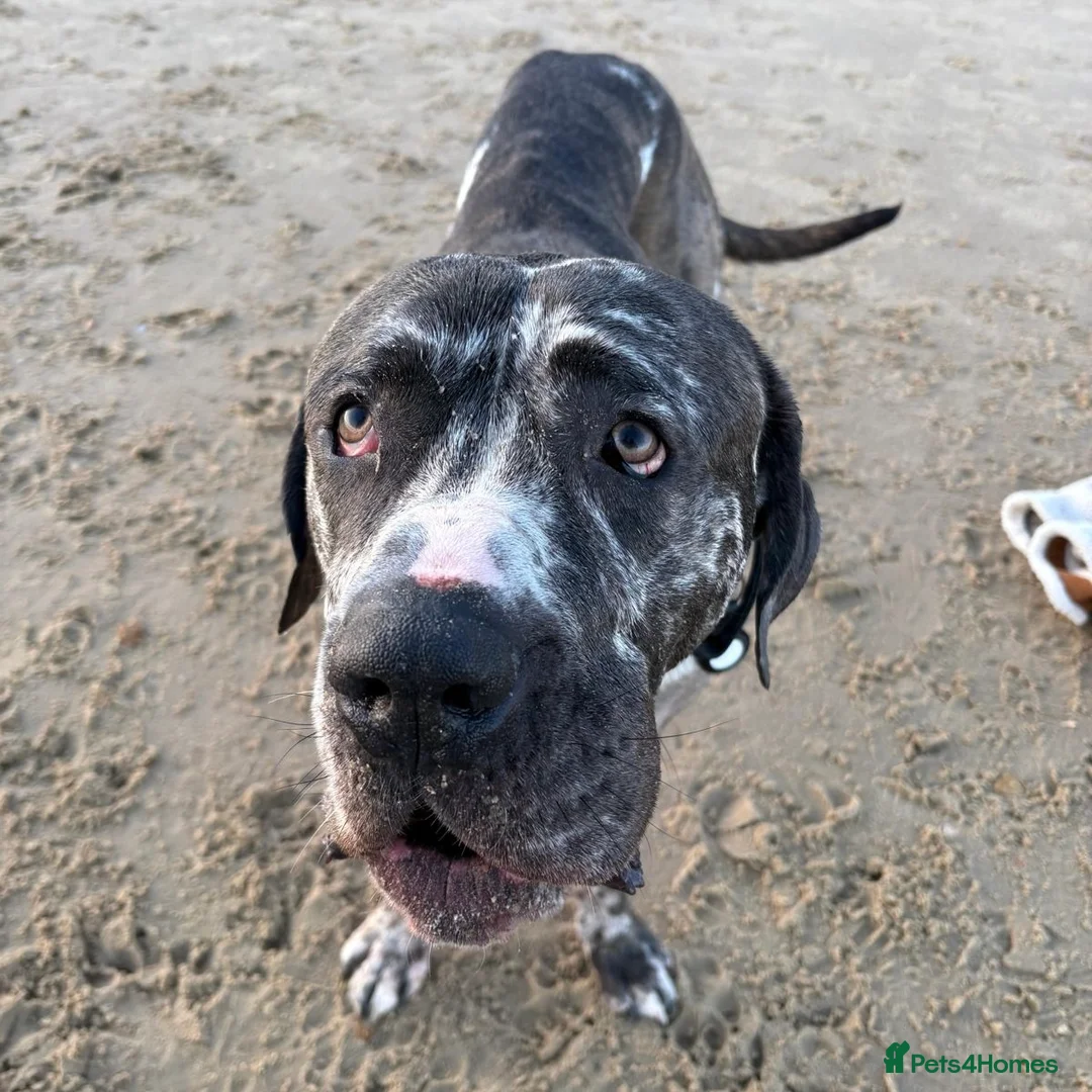 Mixed Breed dogs for adoption: Blue (Cane Corso mix) - Advert 8