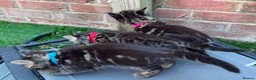 Bengal cats for sale: Bengal X Maine Coon Kittens  in Lyme Regis - Advert 26