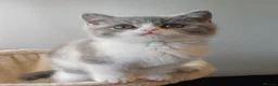 British Shorthair cats for sale: Ready to leave🐈‍⬛ - Advert 18