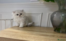 Persian cats for sale: Silver chinchilla Persian kittens  - Image 5