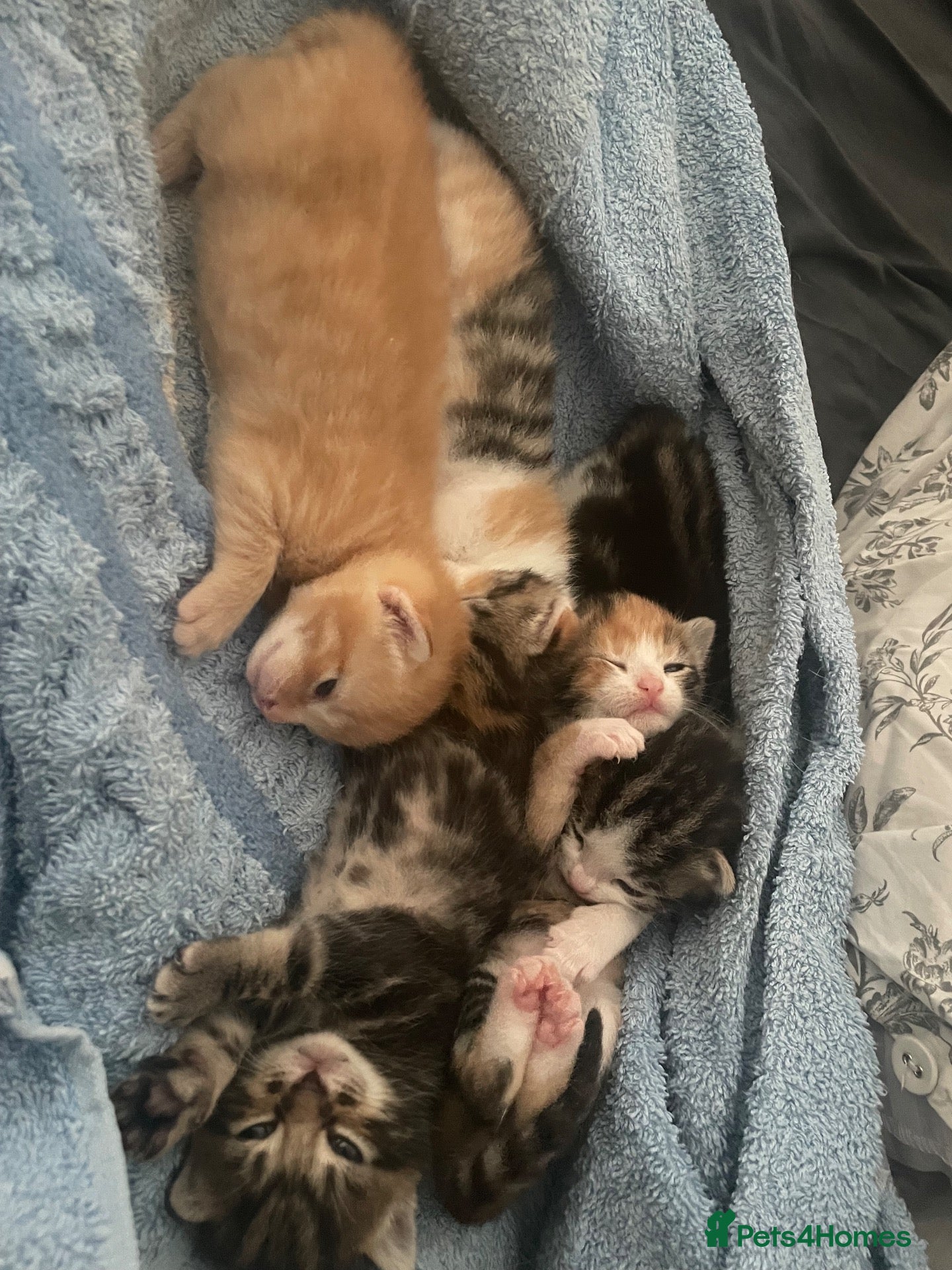 Mixed Breed cats Beautiful mixed Kittens  - Advert 16