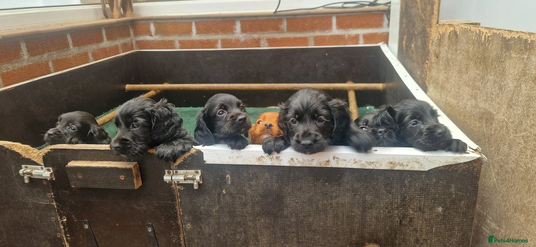 Cocker Spaniel dogs for sale: Kc cocker spaniels  - Image 4