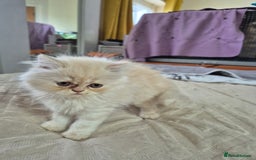 Persian cats for sale: Adorable Female Chinchilla Persian - ready now - Image 16