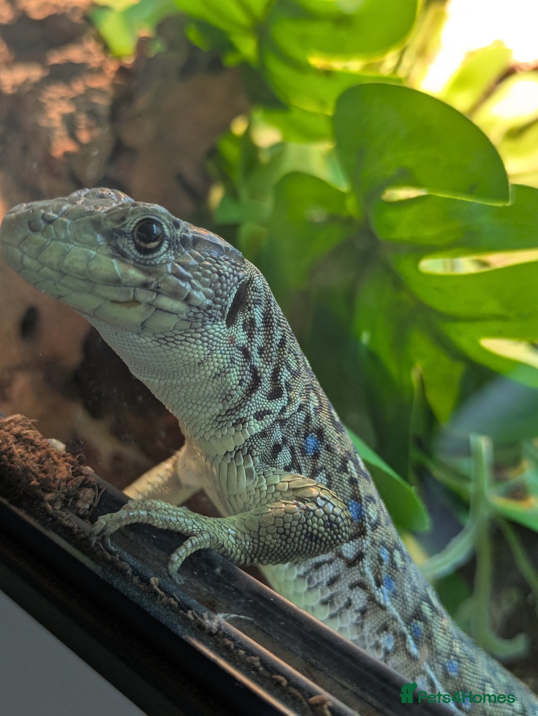 Lizard reptiles for sale: European eyed lizard pair - Advert 2