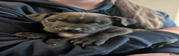 Staffordshire Bull Terrier dogs for sale: Stunning litter of 8 Staffordshire bull terriers - Advert 14