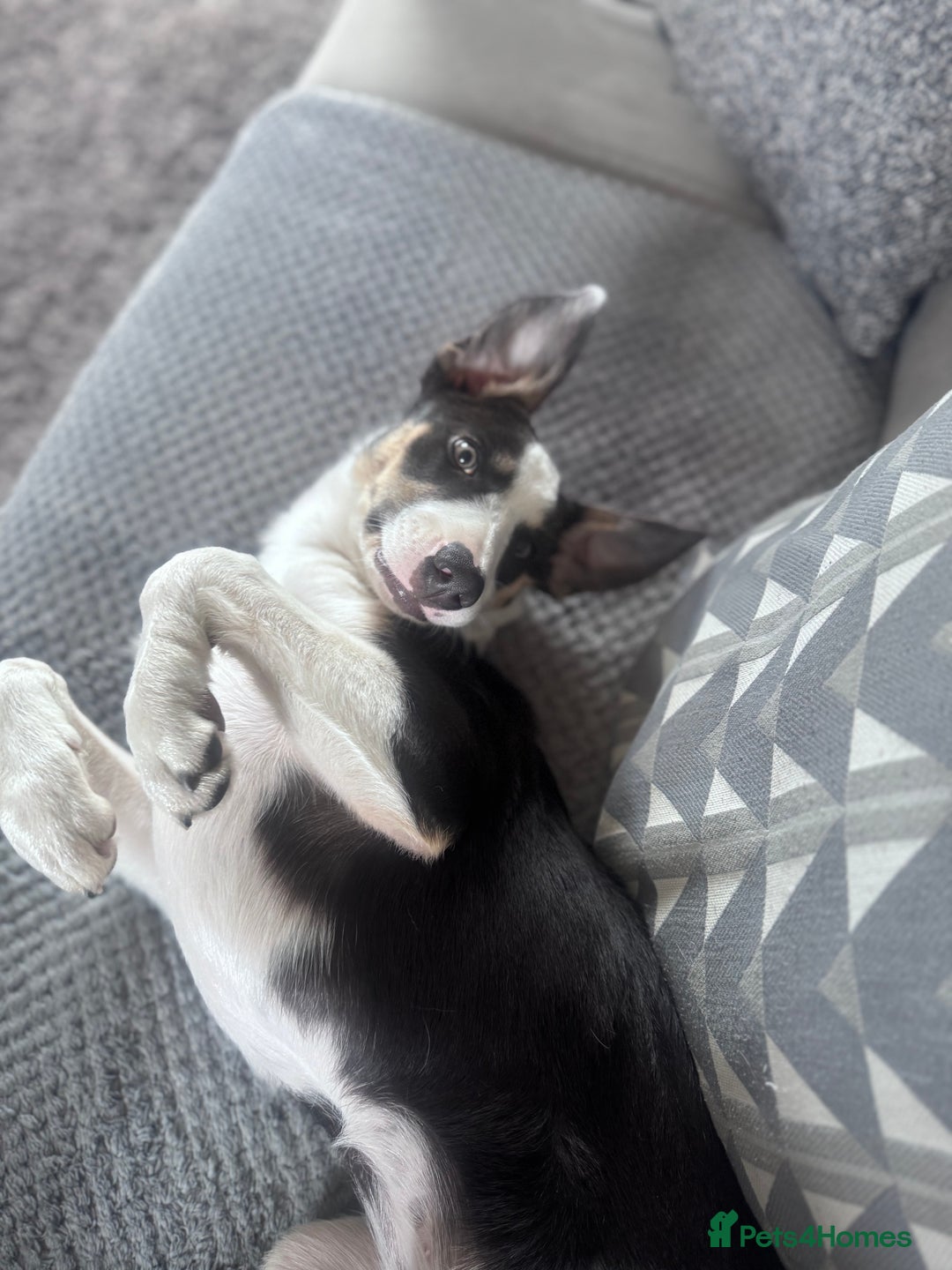 Border Collie dogs for sale: Beautiful female Border collie  - Advert 5